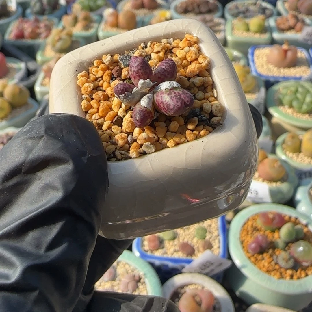 米***厨2575-一物一拍 带盆