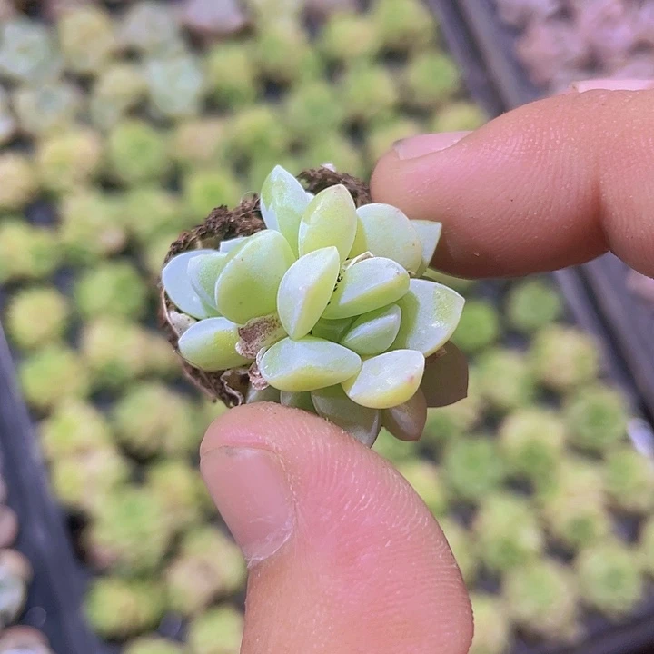 白底冰玉群精品多肉