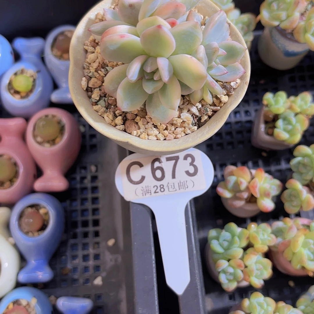 月***包C673橙子锦一物一拍