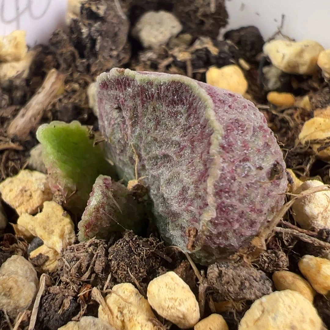 w细纹斑点款实生新品