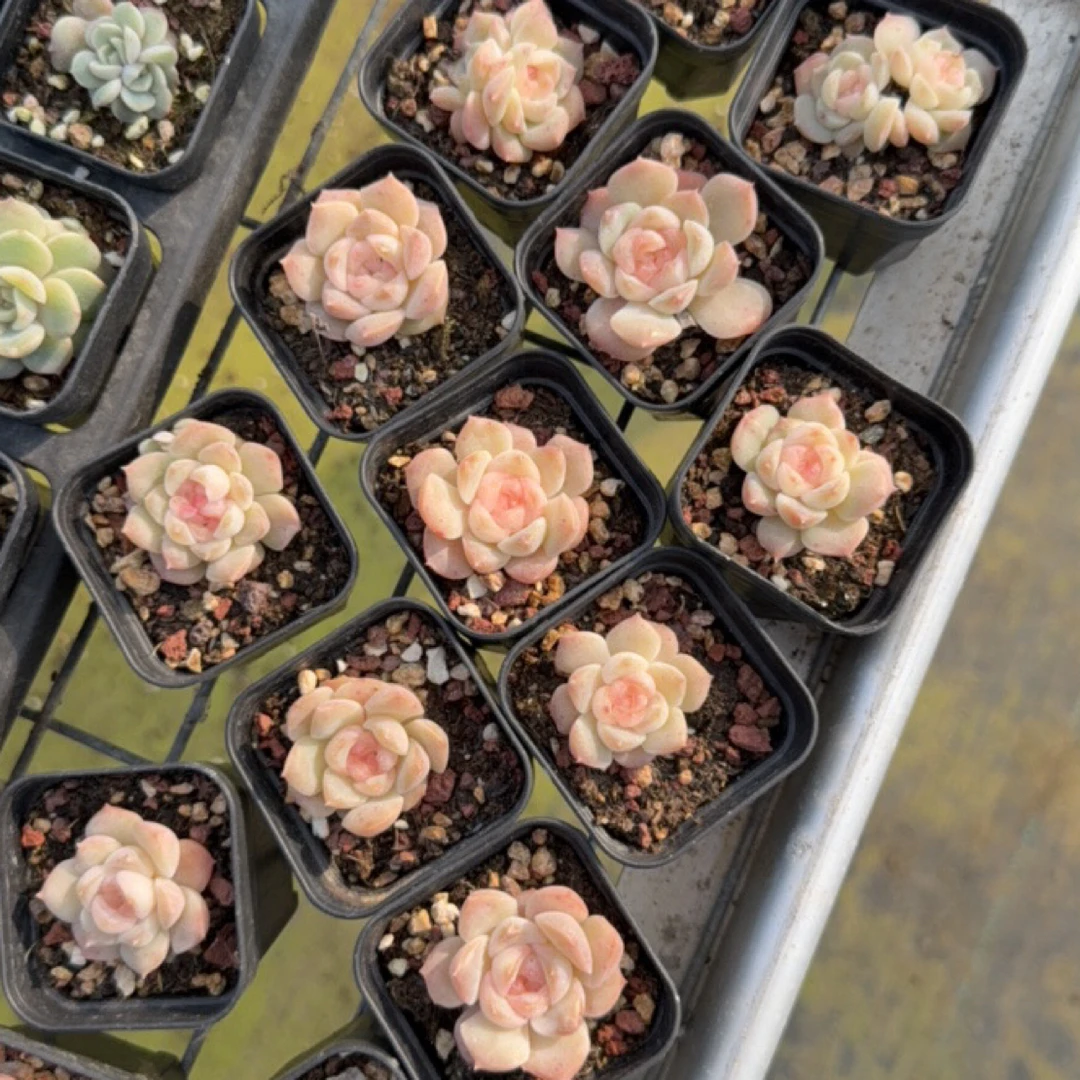 良辰 巫拉拉 糖心 多肉植物