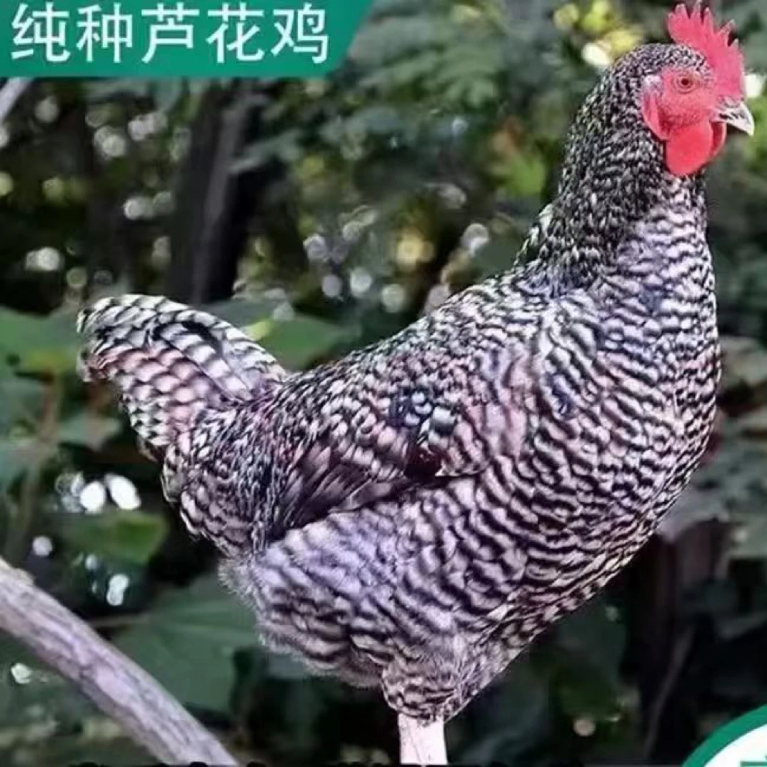 纯种芦花鸡（童子鸡）两只净重3.5斤（江浙沪包邮）