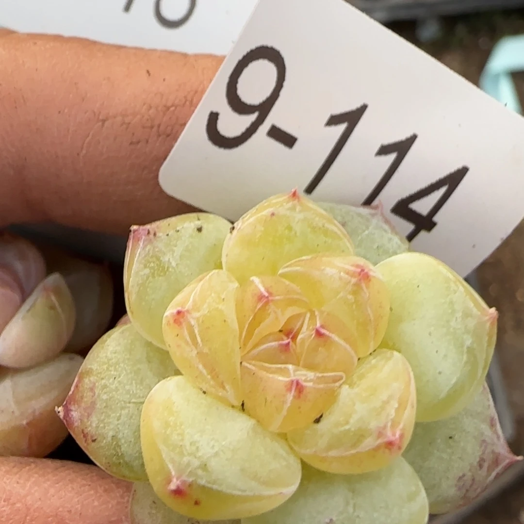 多肉小卡拉米糖心一物一拍