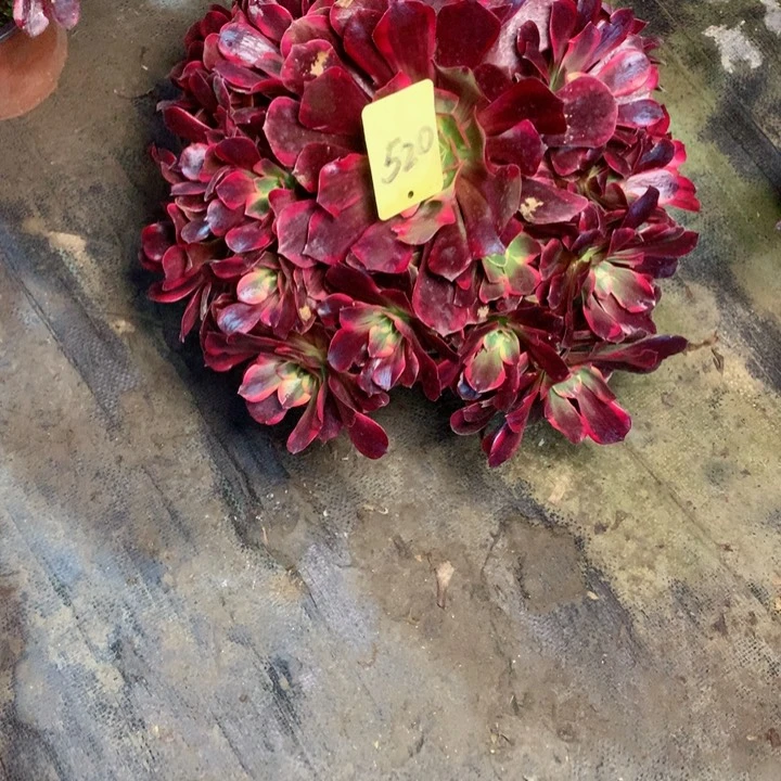 520美杜莎多肉一物一拍