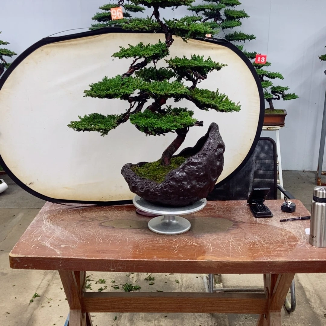 乐***国以实际为准珍珠柏盆景