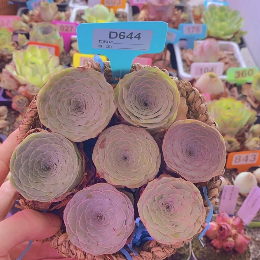 山地玫瑰一物一拍花篮644