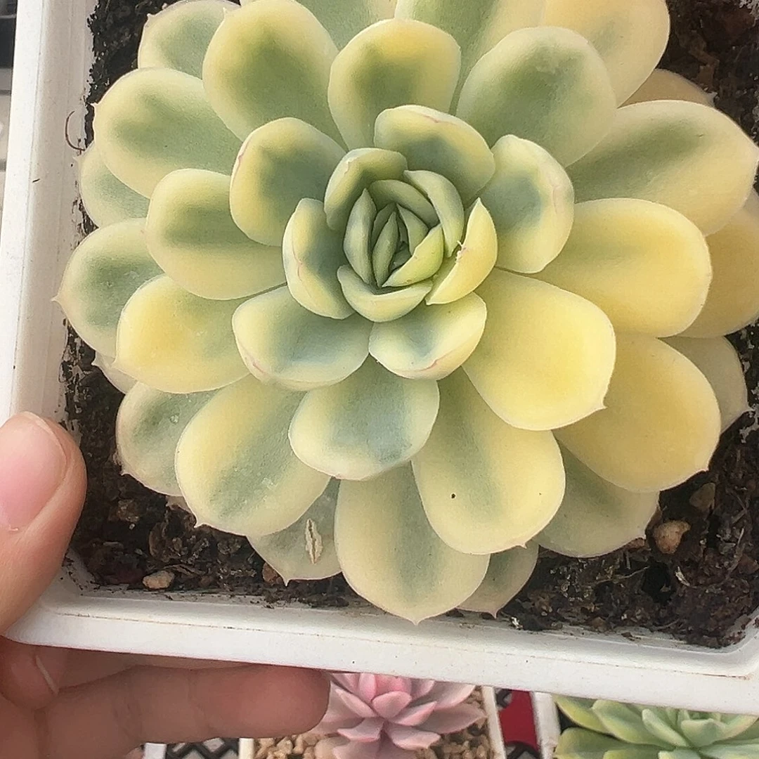 33号草莓冰锦多肉植物
