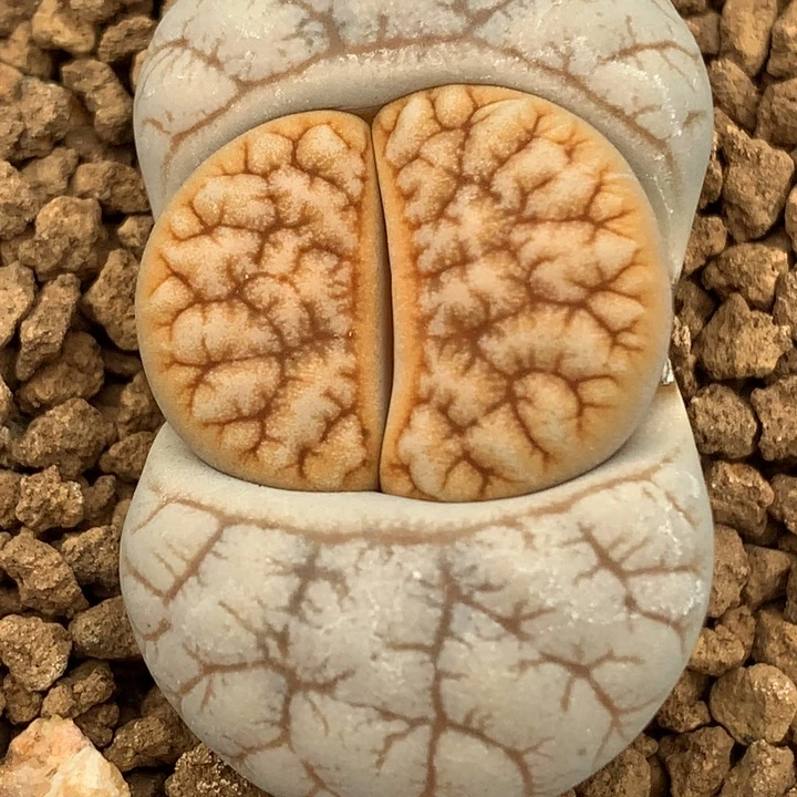 精品多肉植物精品c261变