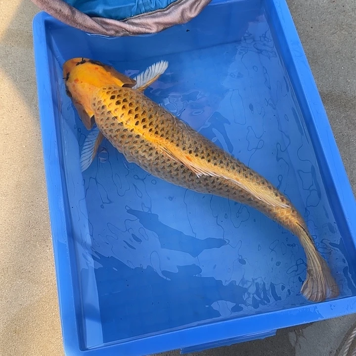 海水鱼赤目芒果金松