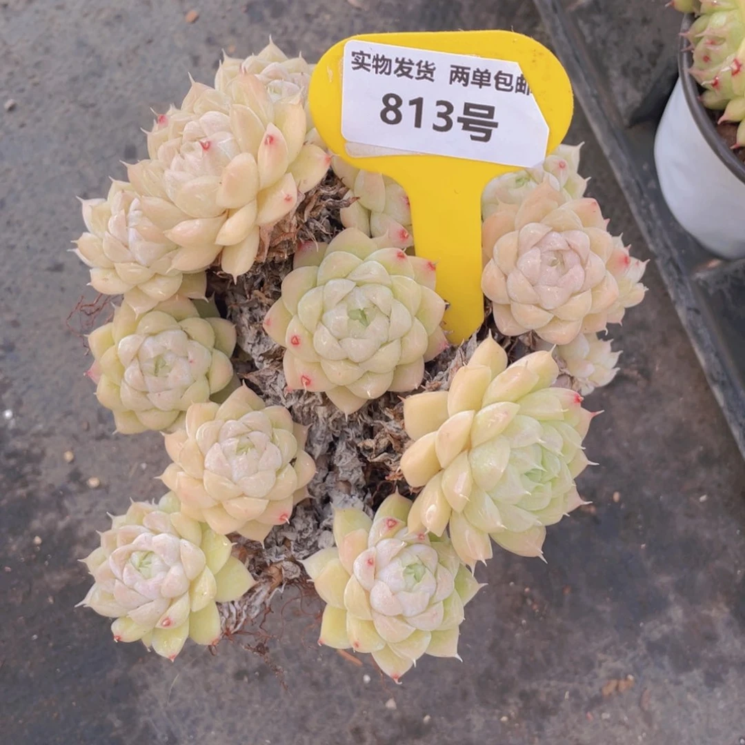 813号白麦秆母本老桩大群生一个不包整