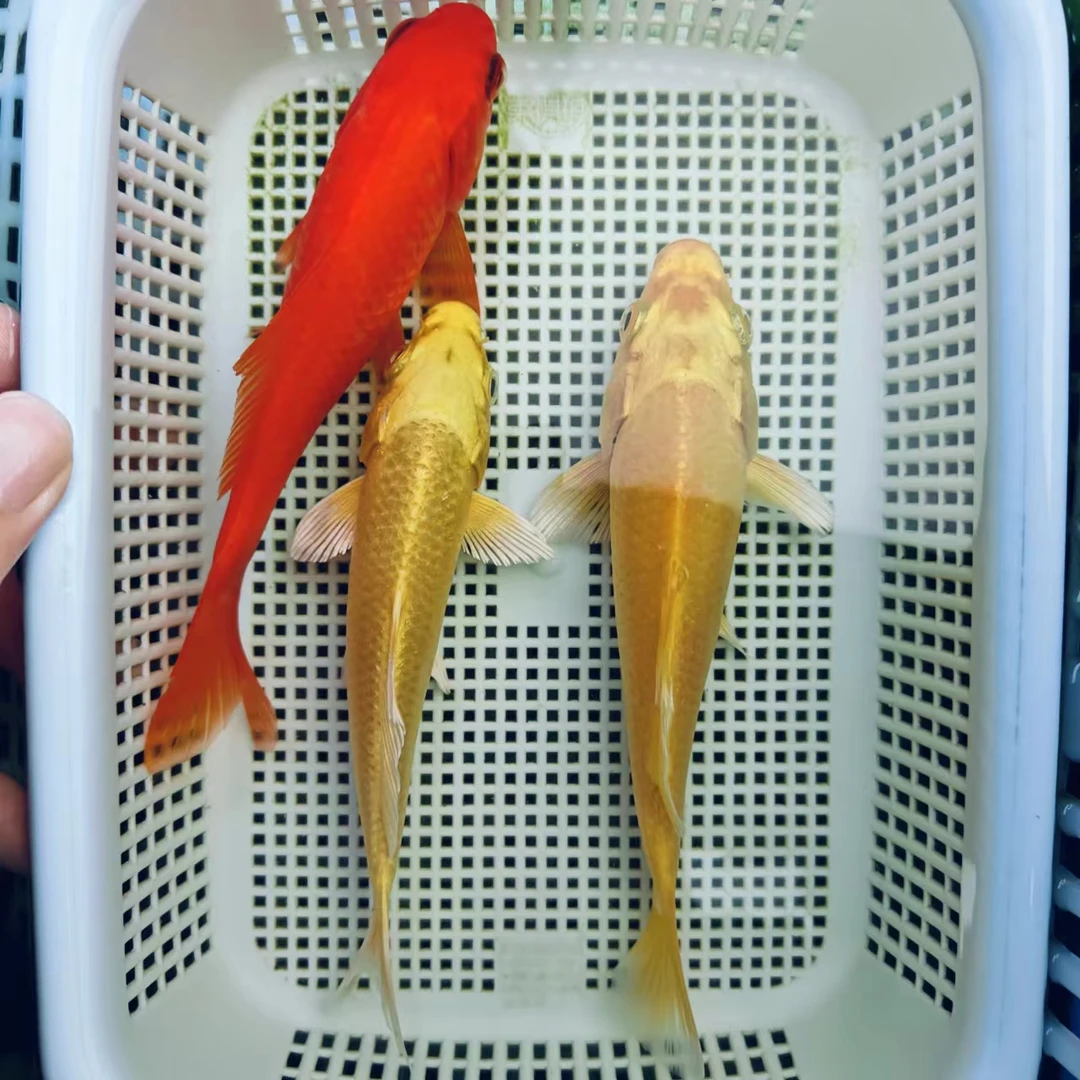 【红+金】10-13cm4黄金+3红草观赏鱼锦鲤冷水鱼活鱼耐活