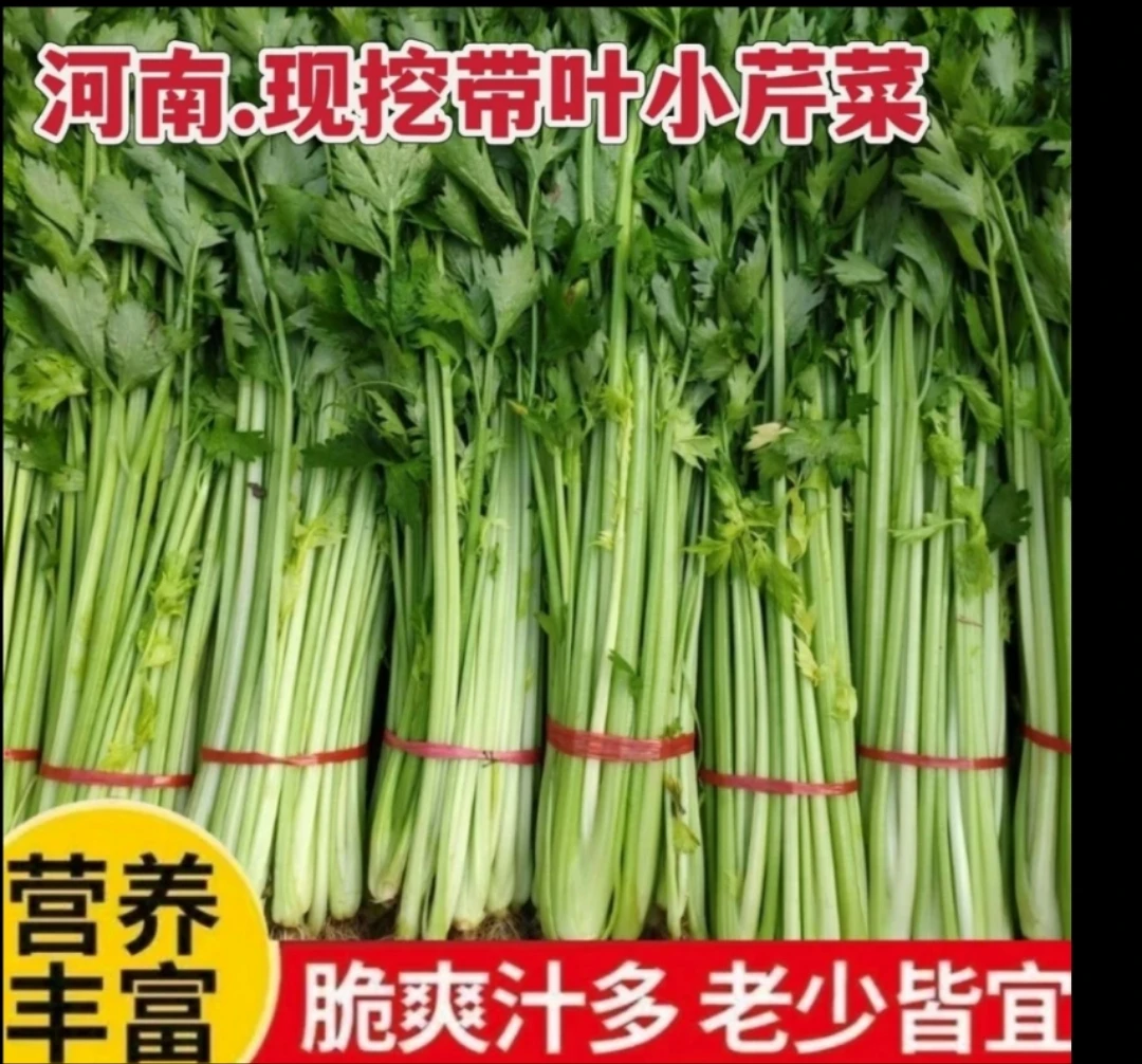 河南小芹菜带叶发货蔬菜包饺子带叶带根发货