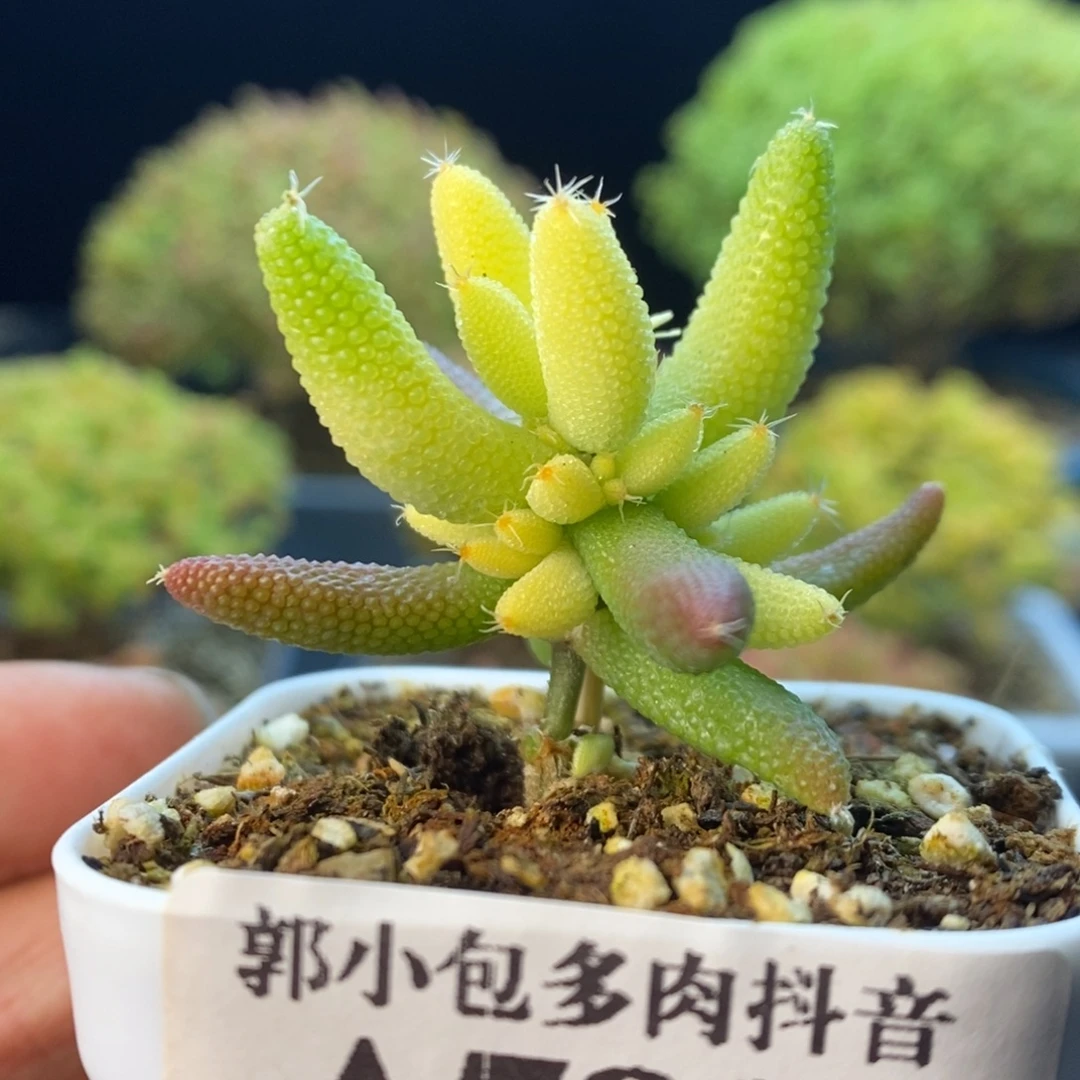 783玉米锦。