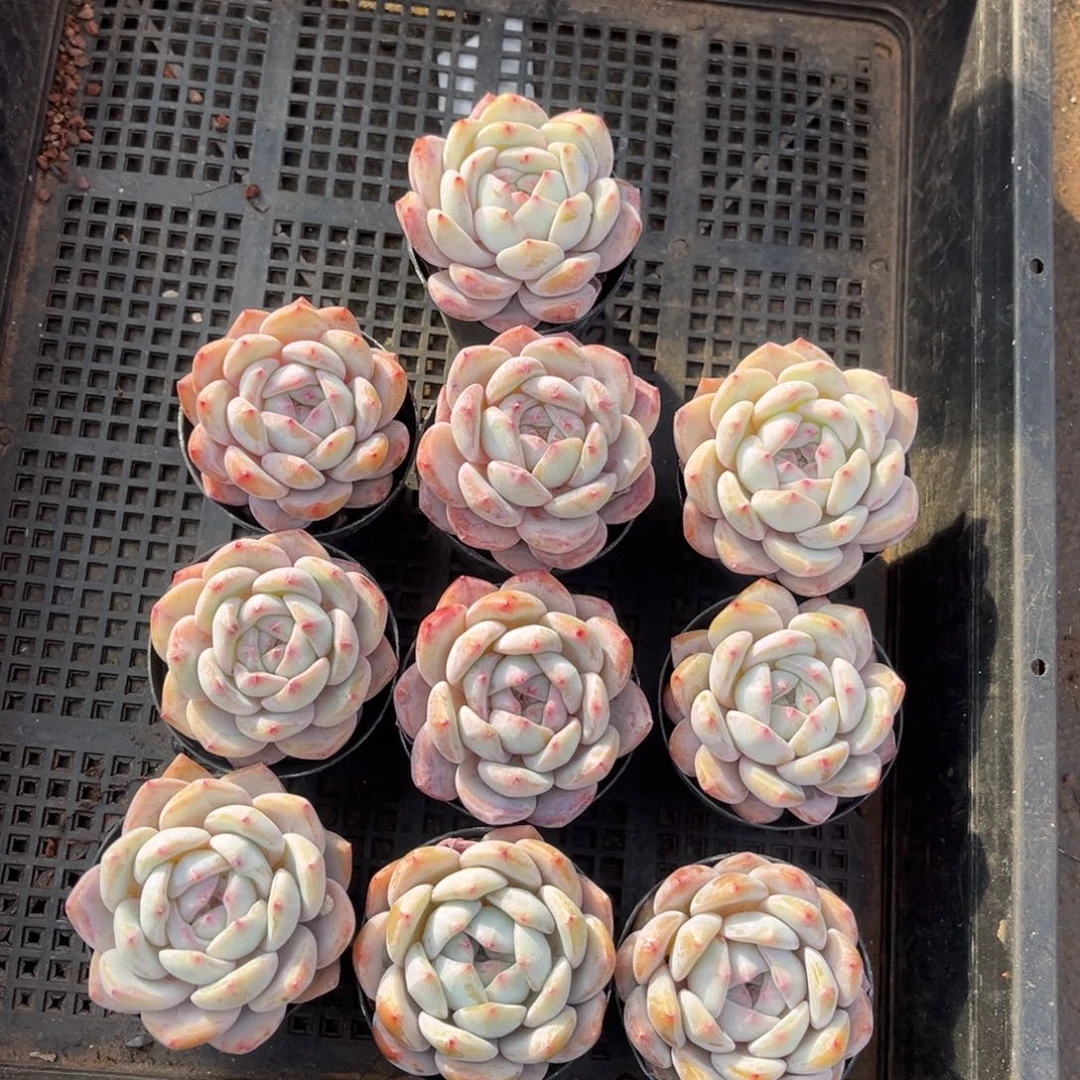 带盆发  672号新疆西藏内蒙古不包邮