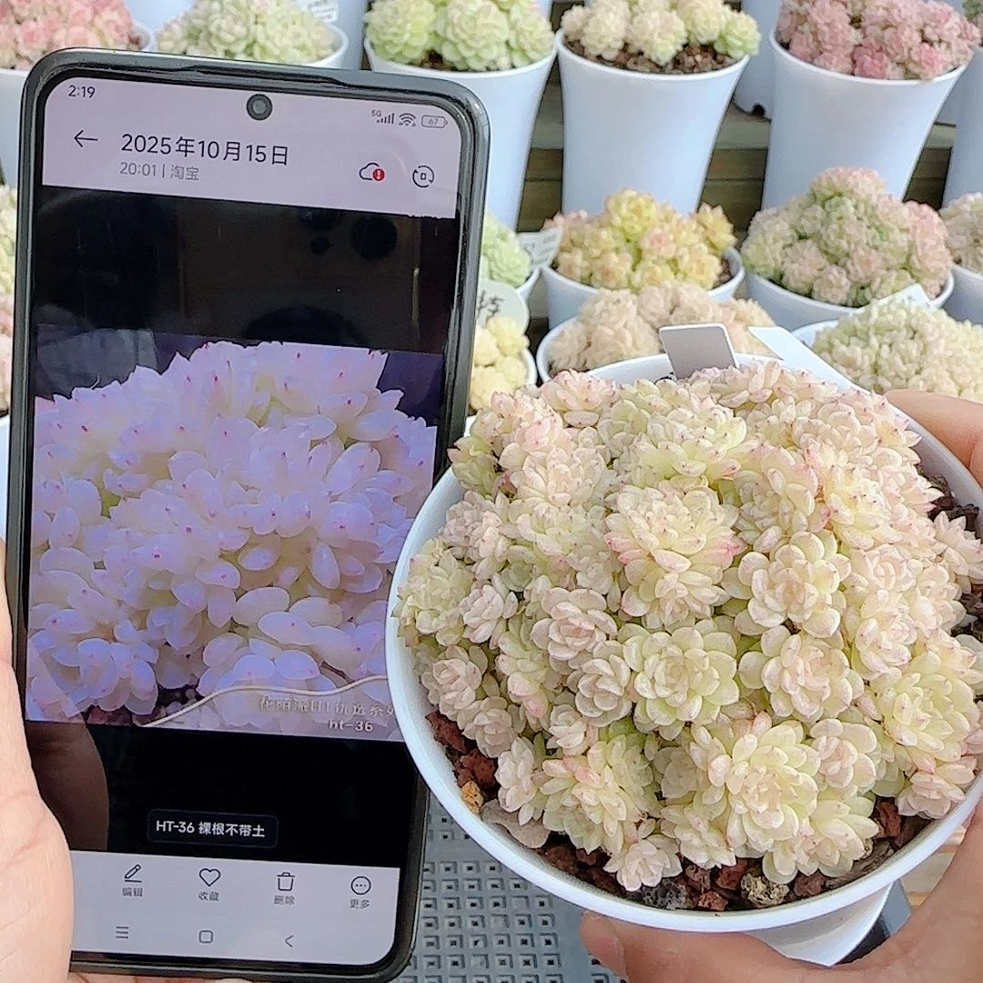 1220-58（ht-36）优选多肉