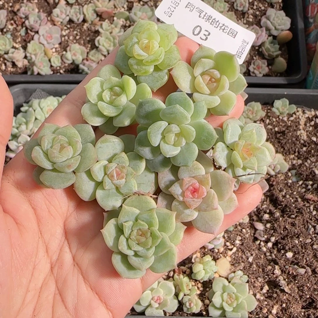 糖心珍妮0612---3