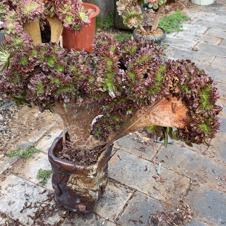 法师老桩缀化抹茶