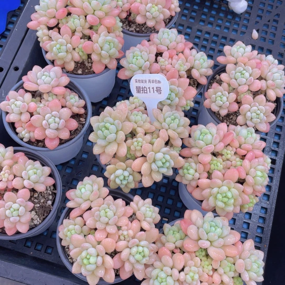 量拍11号鱼子酱多头老桩大群生一个