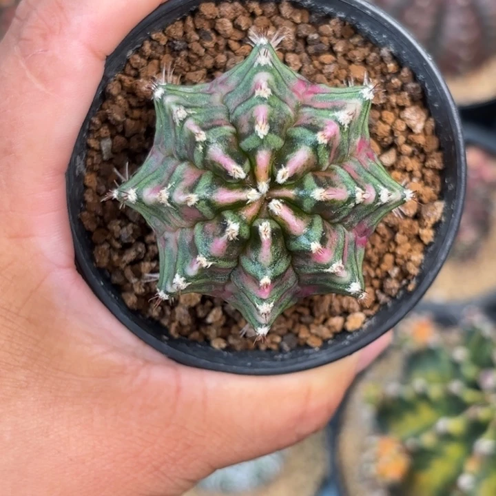 泰系米哈实生有点高特价