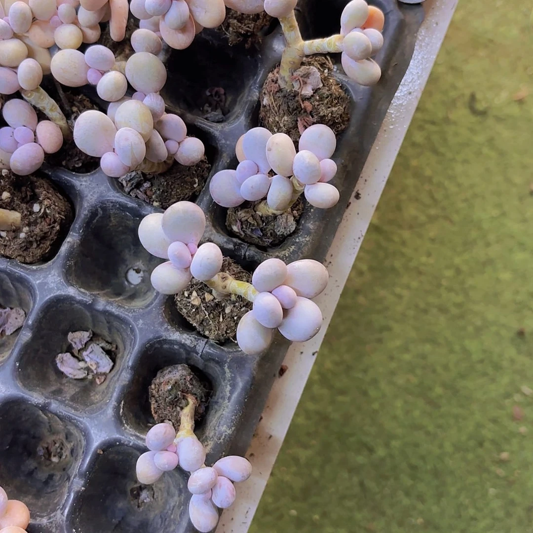 水光针双头一颗量拍啊