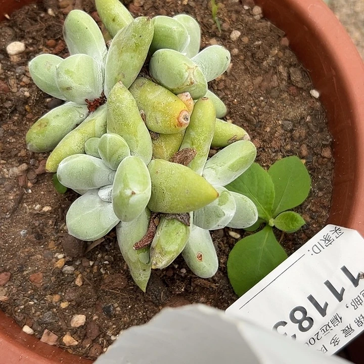 锦宸多肉～一物一拍就11183