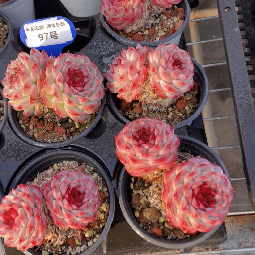 97号 老桩全状态母本大天鹅绒双头一个