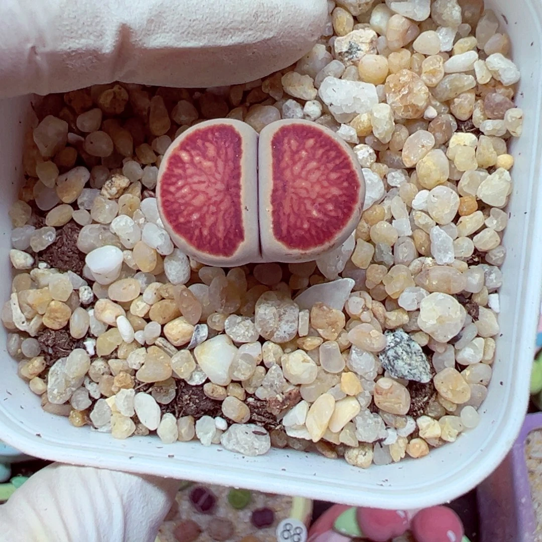 精致优秀的肉肉801-71