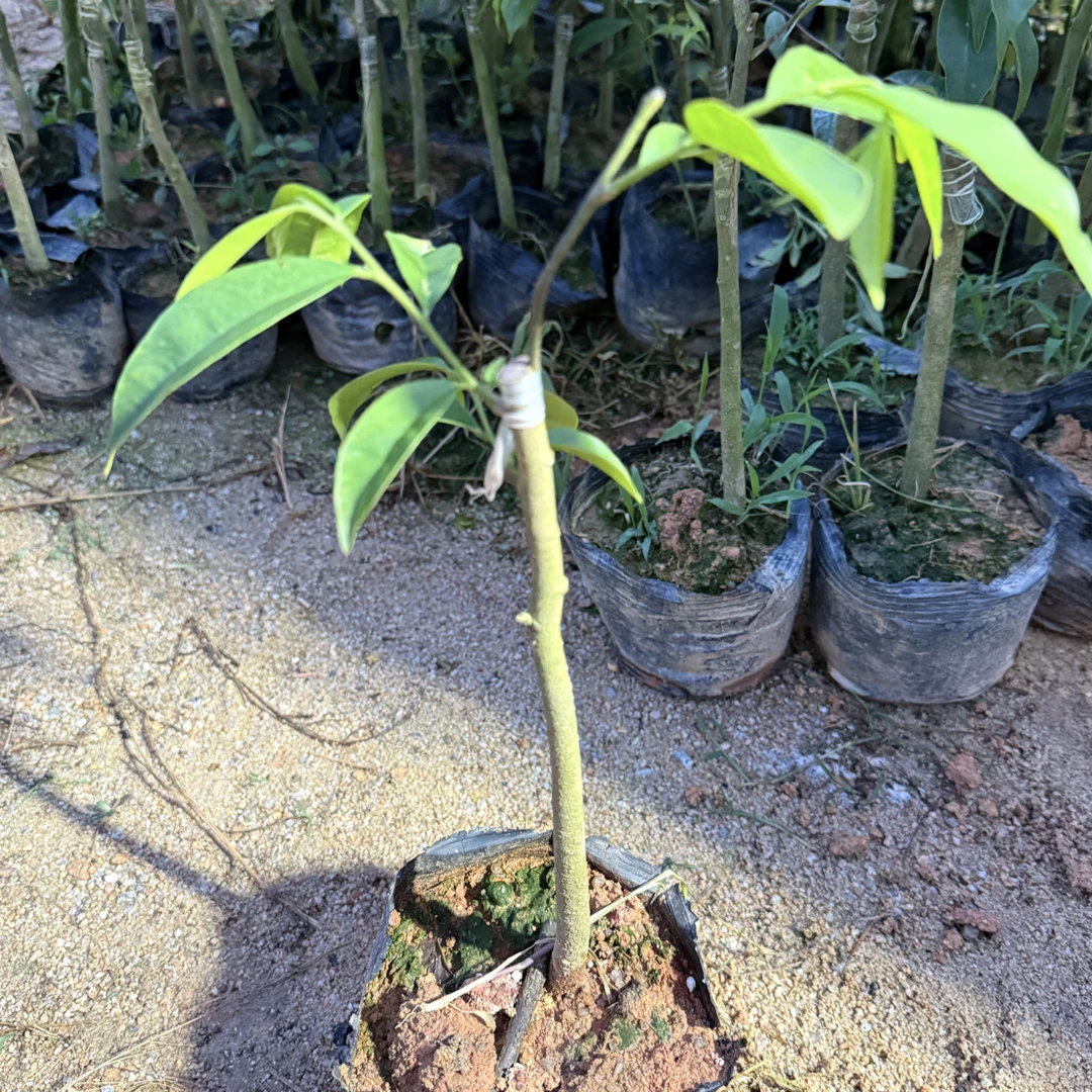 虎斑2号天然结香