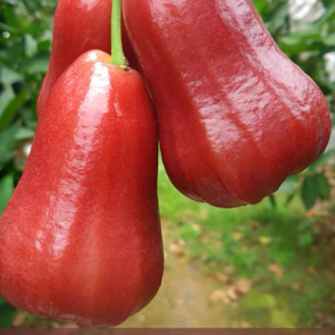 新鲜莲雾500克和1000克