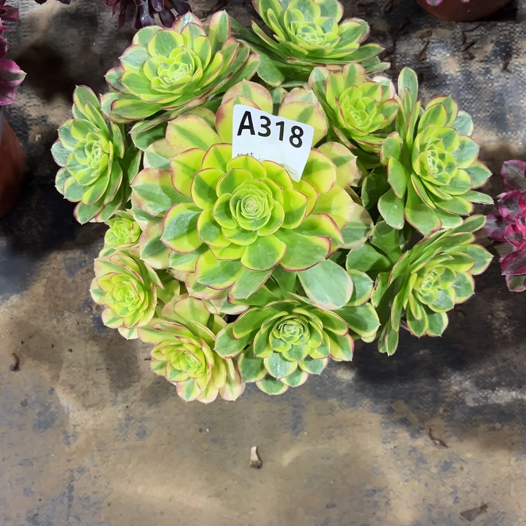 多肉植物奶白锦318多肉