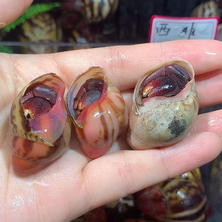 3/只西非残联奔跑家20号