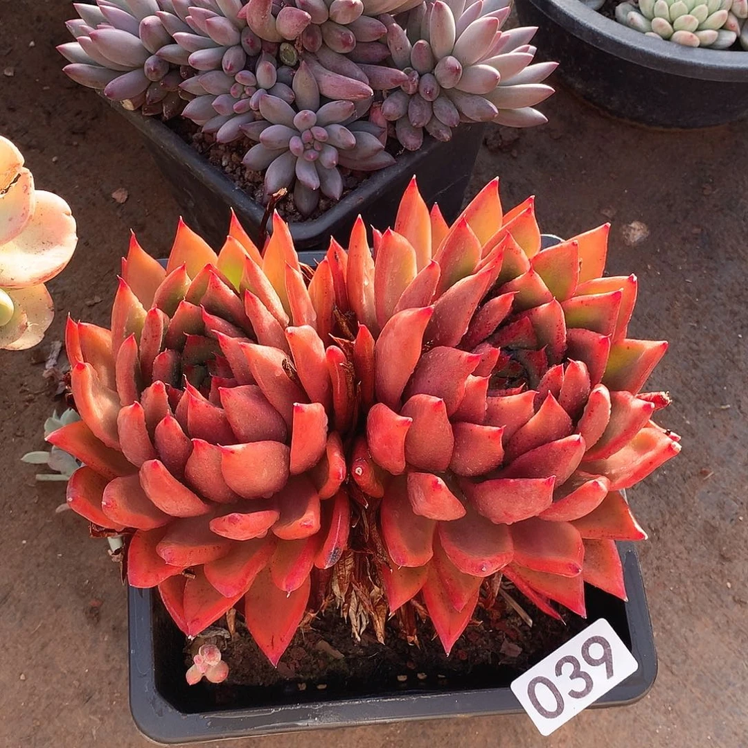 039东云一物一拍多肉