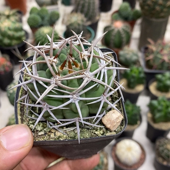 实生碧岩玉特价福利3