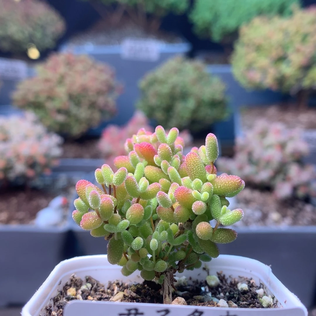 美***?c270蜜橘枝干番杏