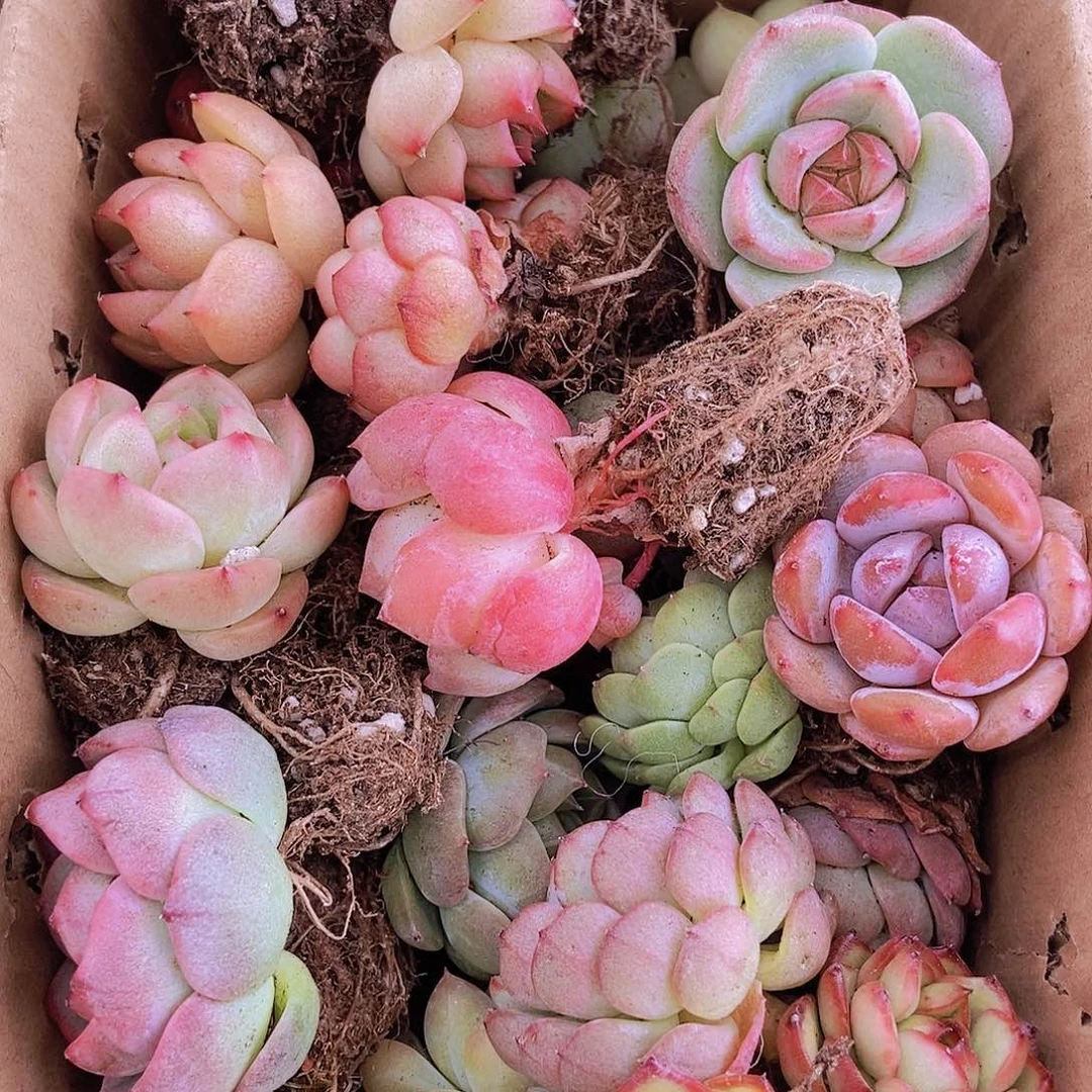 0000000000001量拍保底20颗