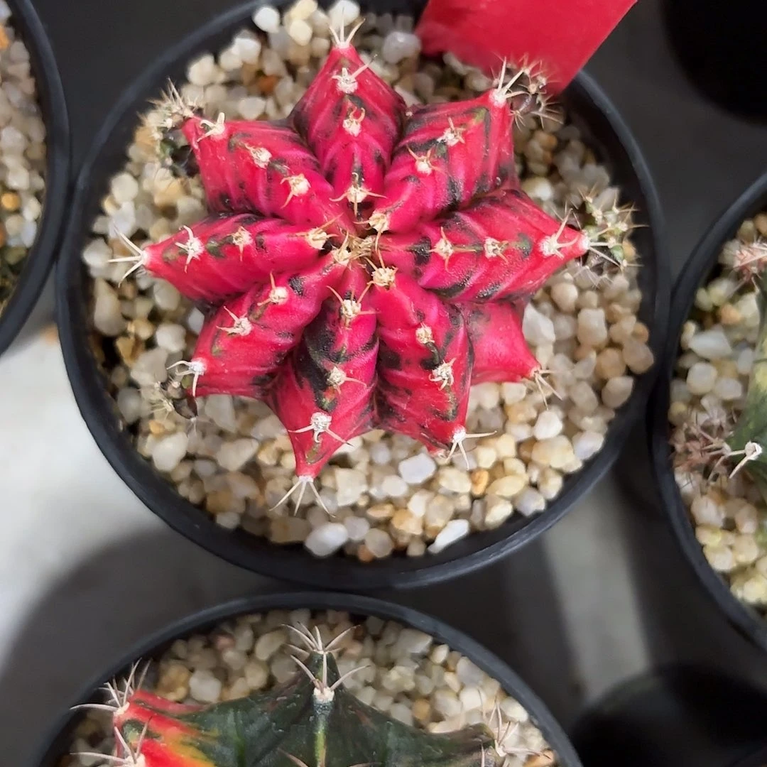 221-1118泰国发货多肉