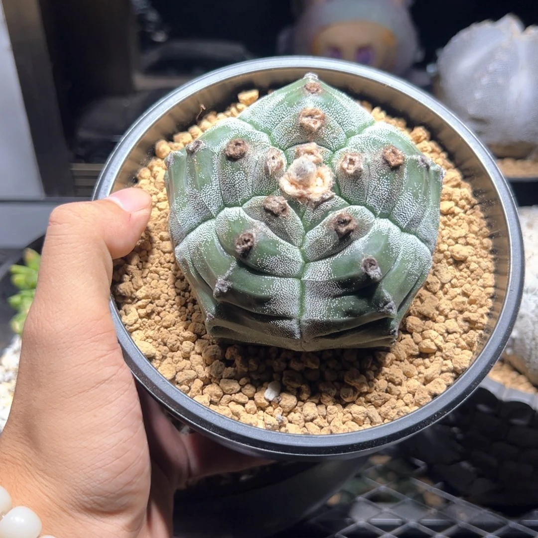 大尤龟甲鸾9.4cm（带盆