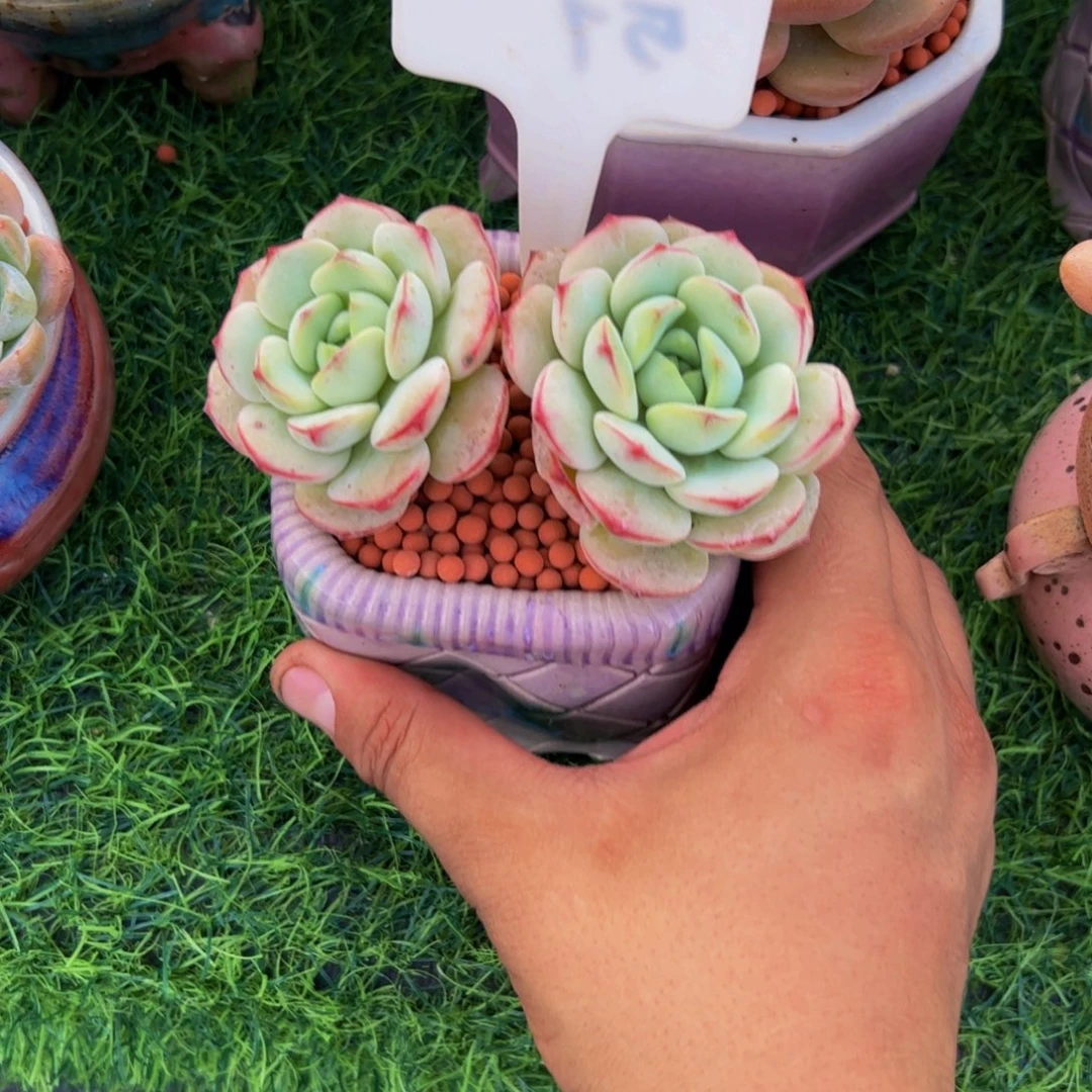 时***好双头香草多肉植物