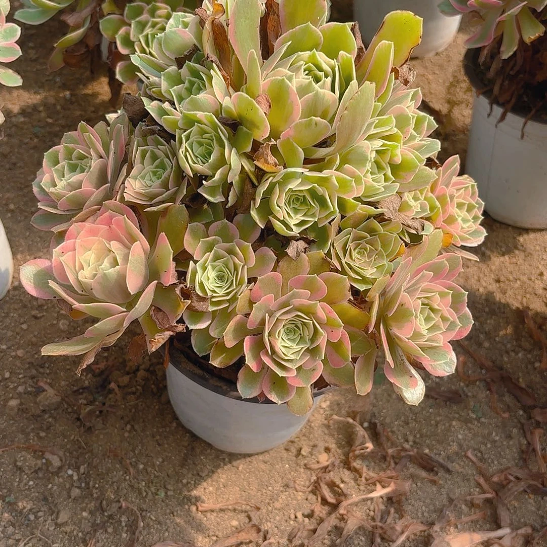 女妖多肉植物手捧五号