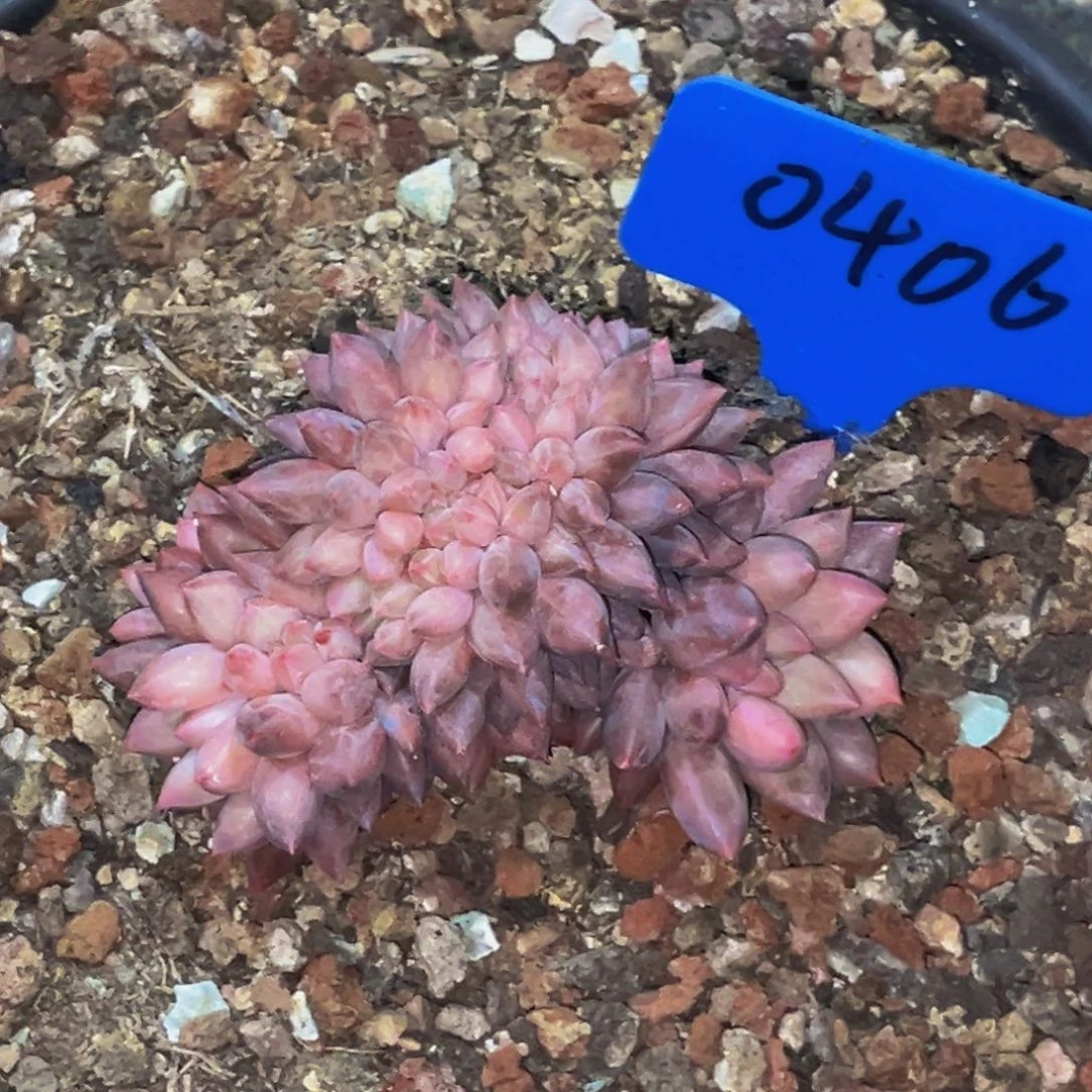 0406号晚上多肉植物群生多肉植物
