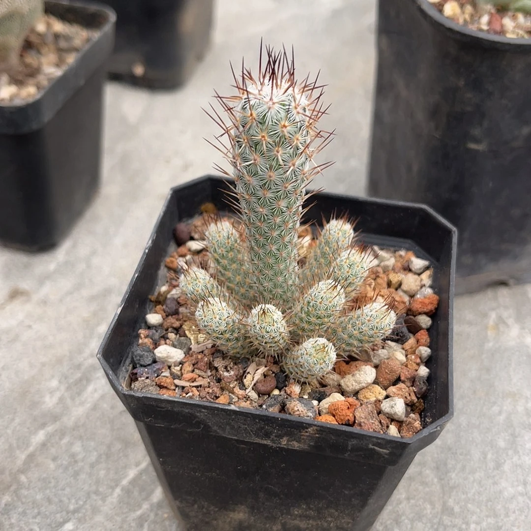 灰狐仙人球一物一拍下单包邮