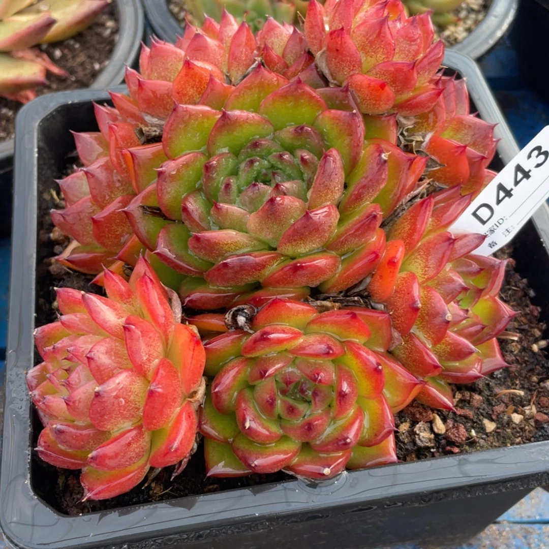 无花朵若如东云单拍D443