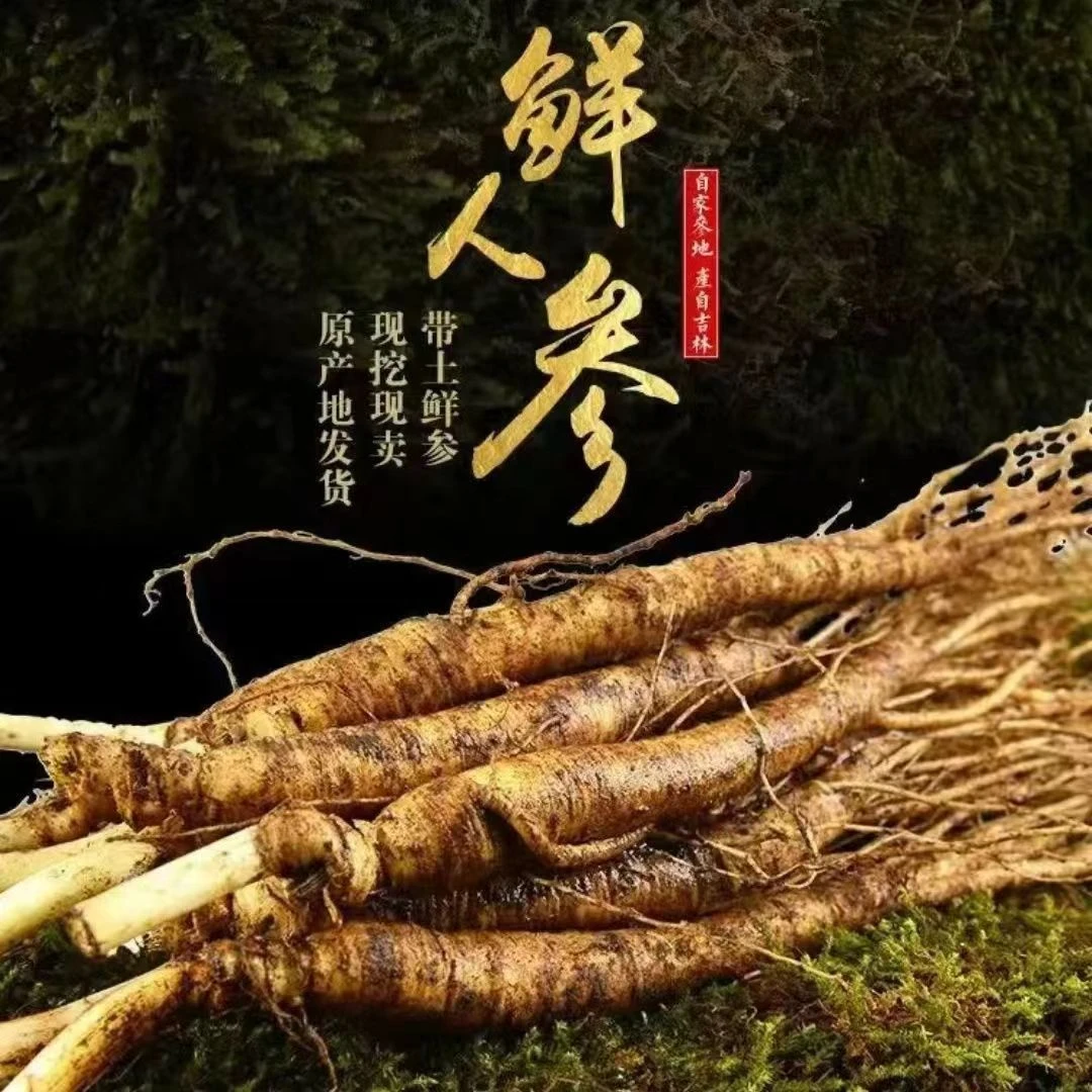 鲜人参正宗长白山鲜人参正品人参新鲜煲汤可晒干