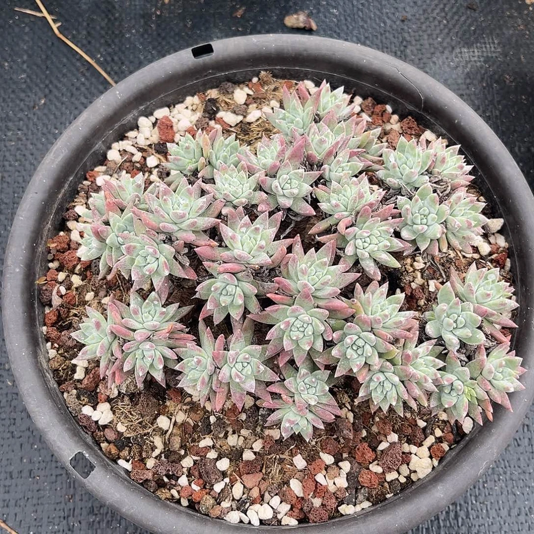 小鹿多肉一物一拍白菊杂