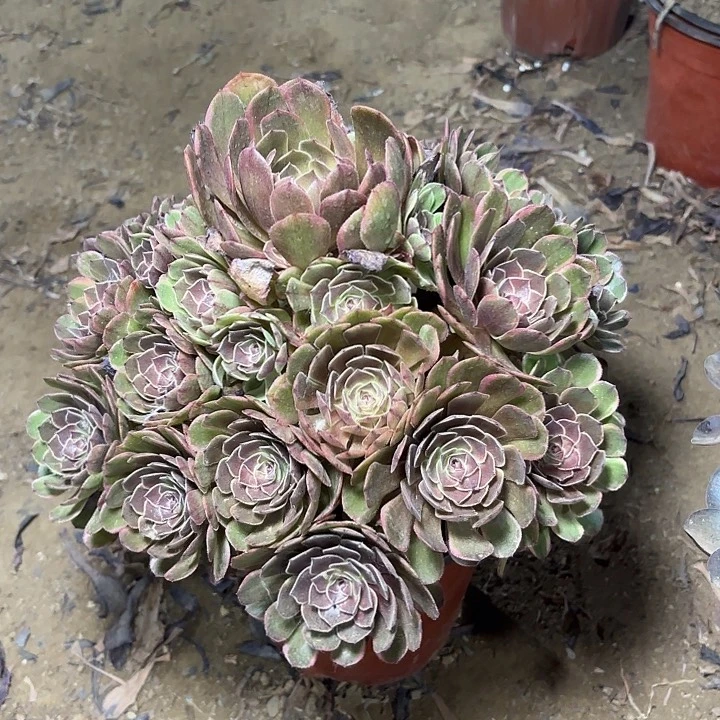 多肉植物法师半夏7