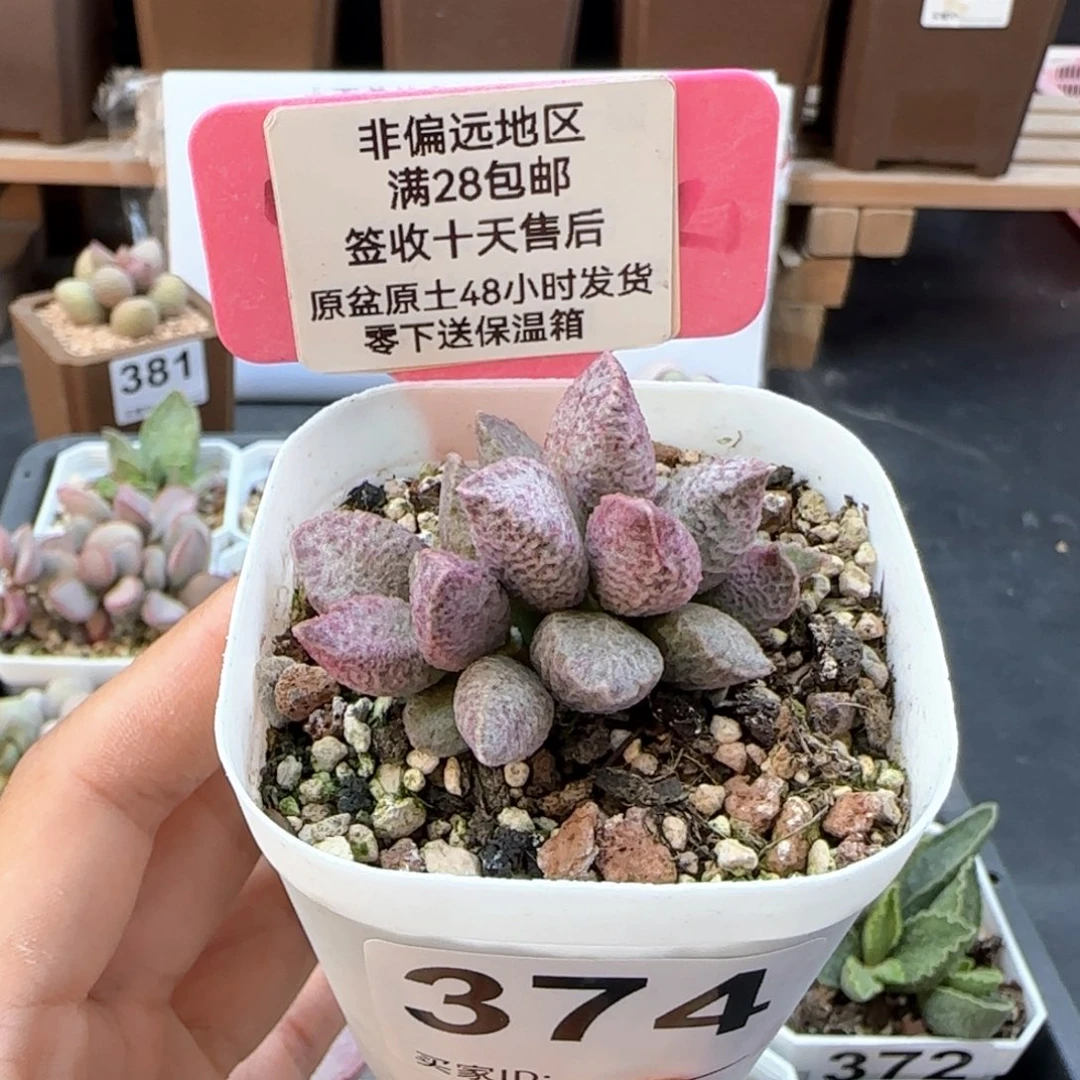 374融化纹猪肝多肉