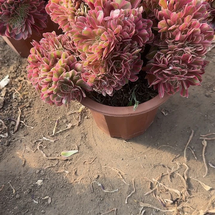 无花朵聽*?了咯哭咯哦哦呃呃呃