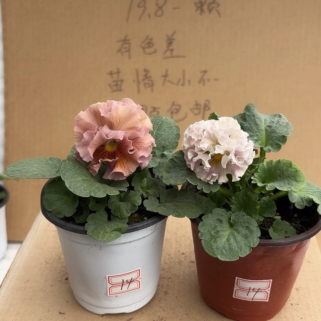 完全开放角堇asaaa14