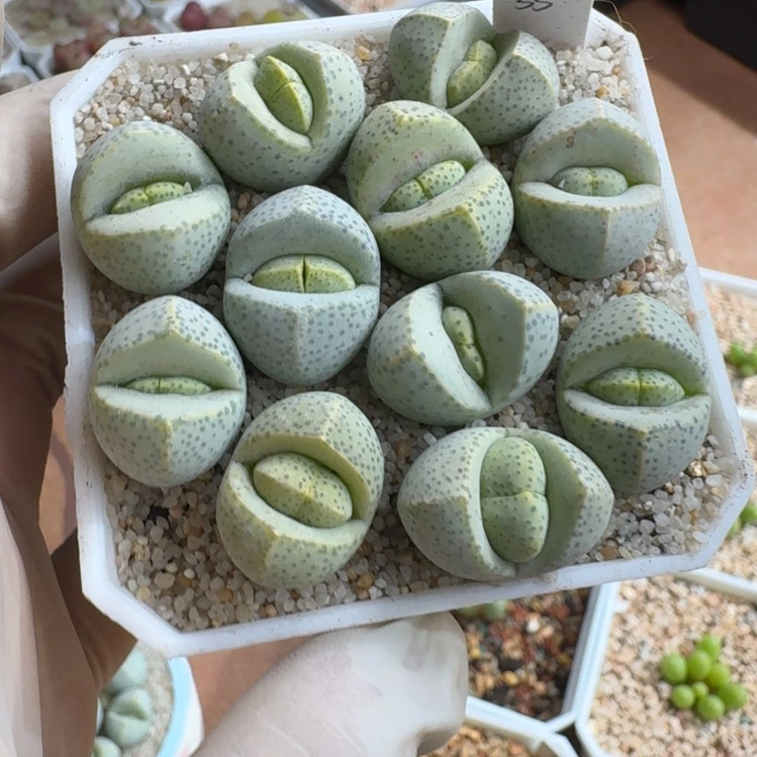 ギ***节1201-033生石花花花