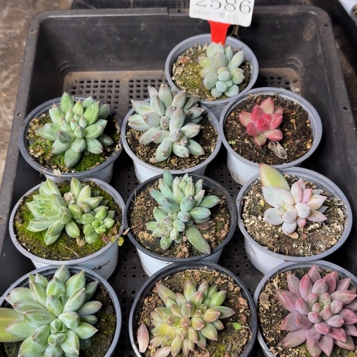 2586多肉植物一物一拍